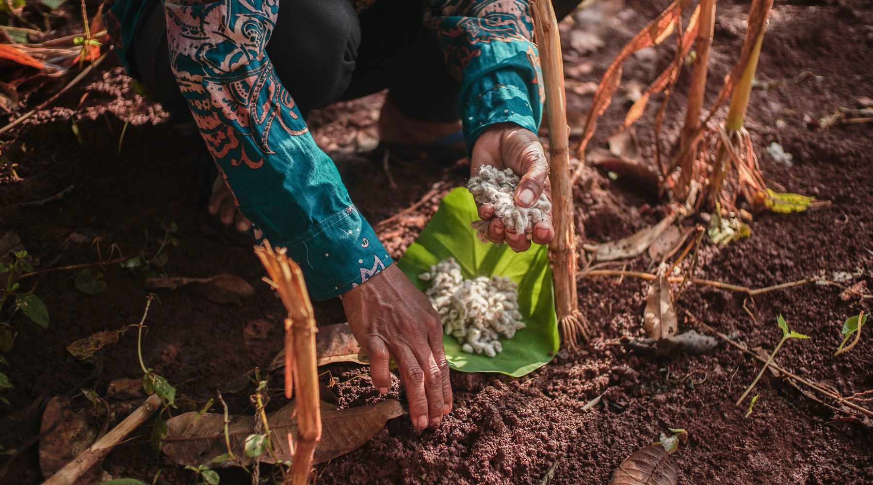 SukkhaCitta Kapas Tumpang Sari